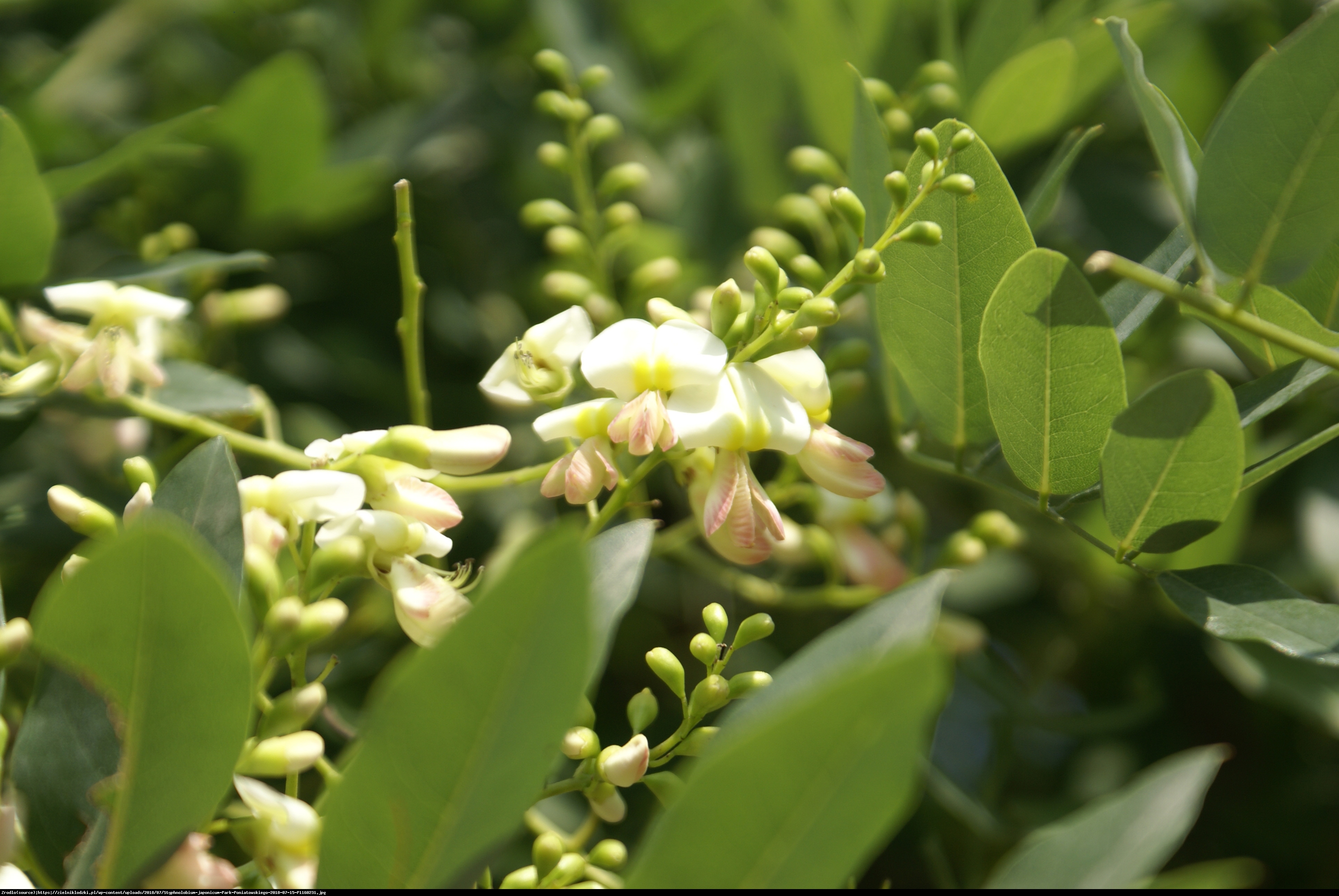 Perełkowiec japoński - Sophora japonica