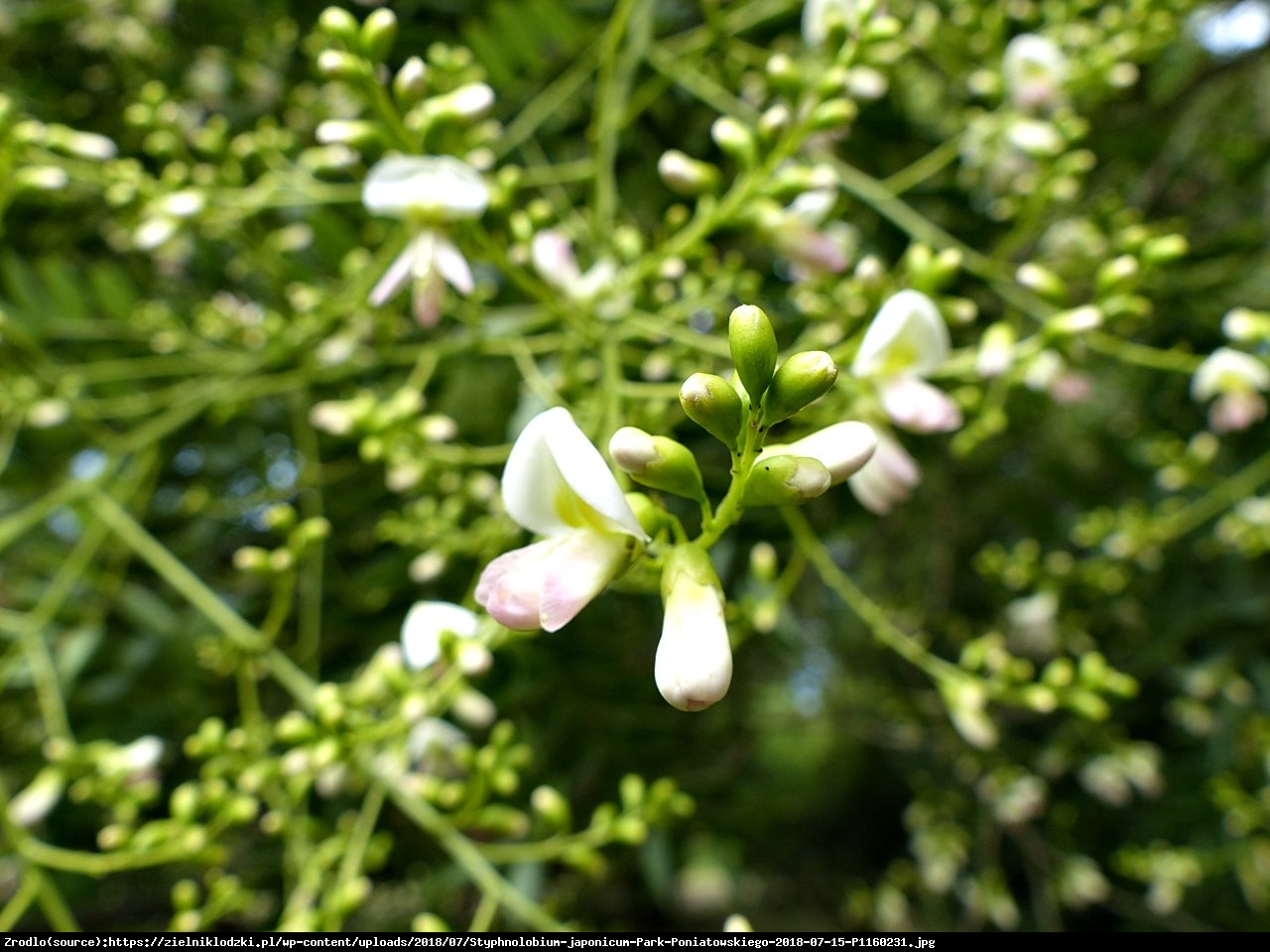 Perełkowiec japoński - Sophora japonica