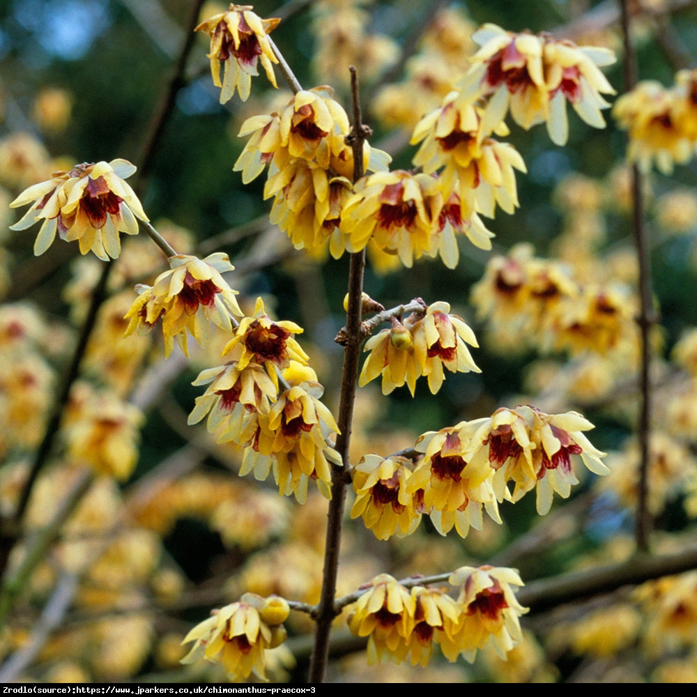 Zimokwiat wczesny - Chimonanthus praecox 