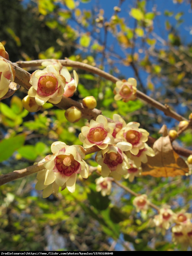 Zimokwiat wczesny - Chimonanthus praecox 