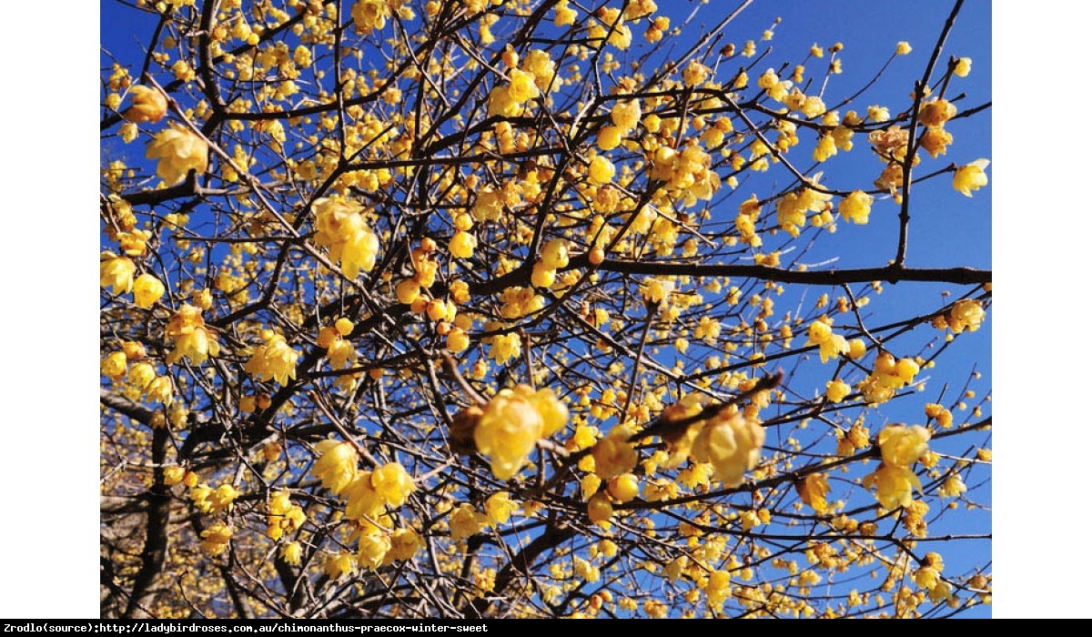 Zimokwiat wczesny - Chimonanthus praecox 