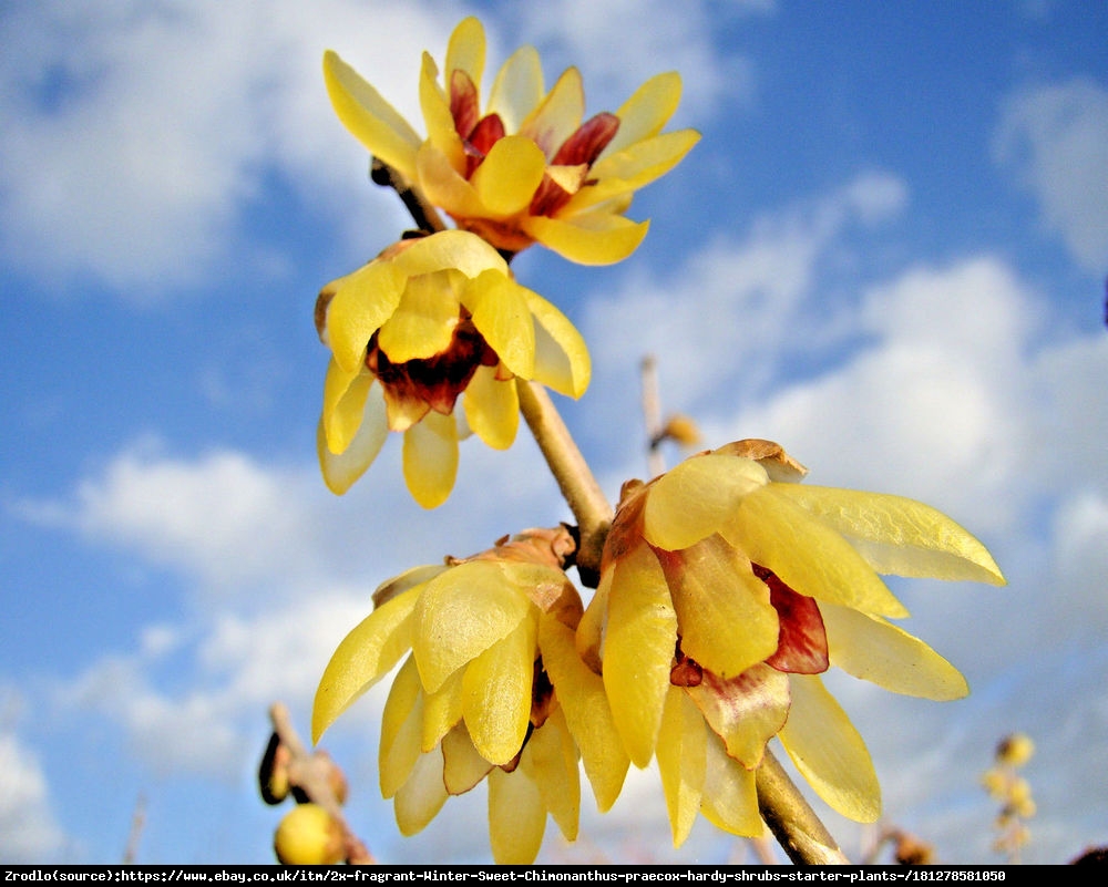 Zimokwiat wczesny - Chimonanthus praecox 