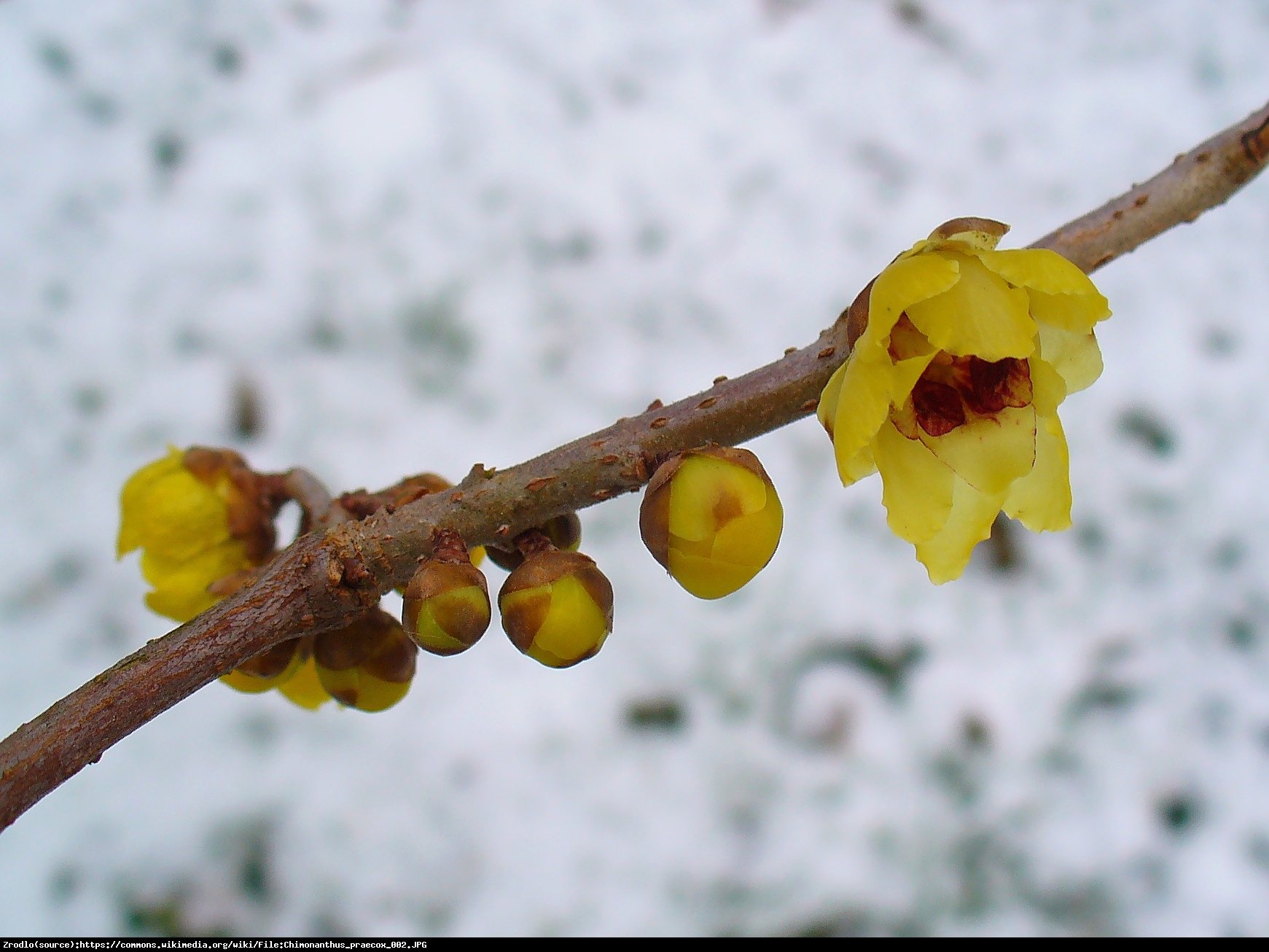 Zimokwiat wczesny - Chimonanthus praecox 