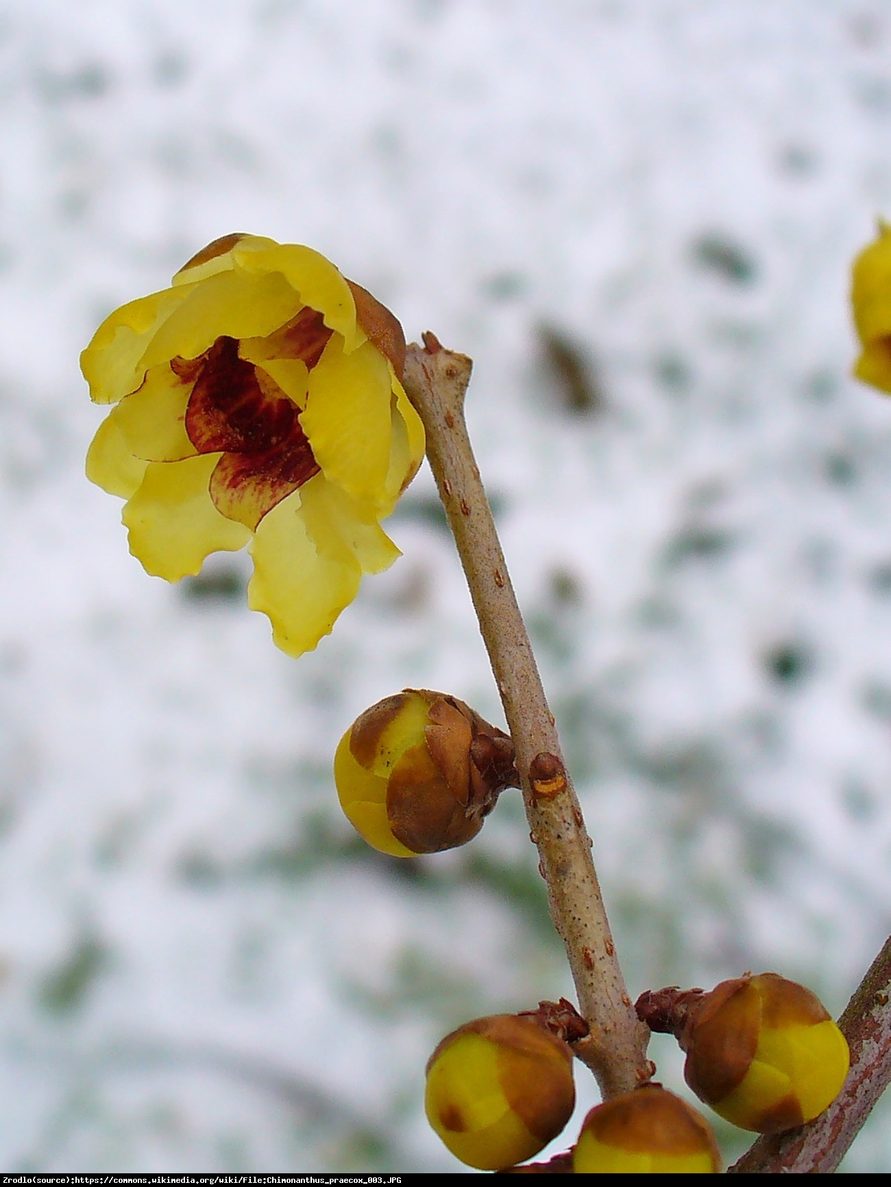 Zimokwiat wczesny - Chimonanthus praecox 