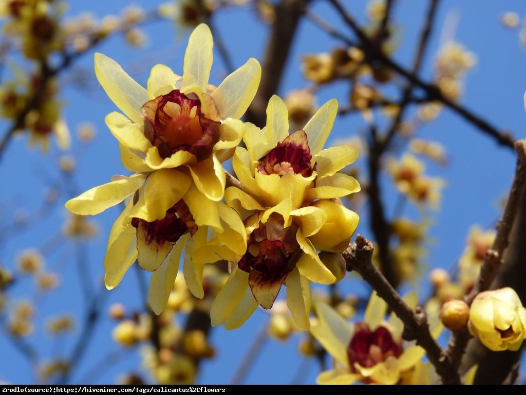 Zimokwiat wczesny - Chimonanthus praecox 