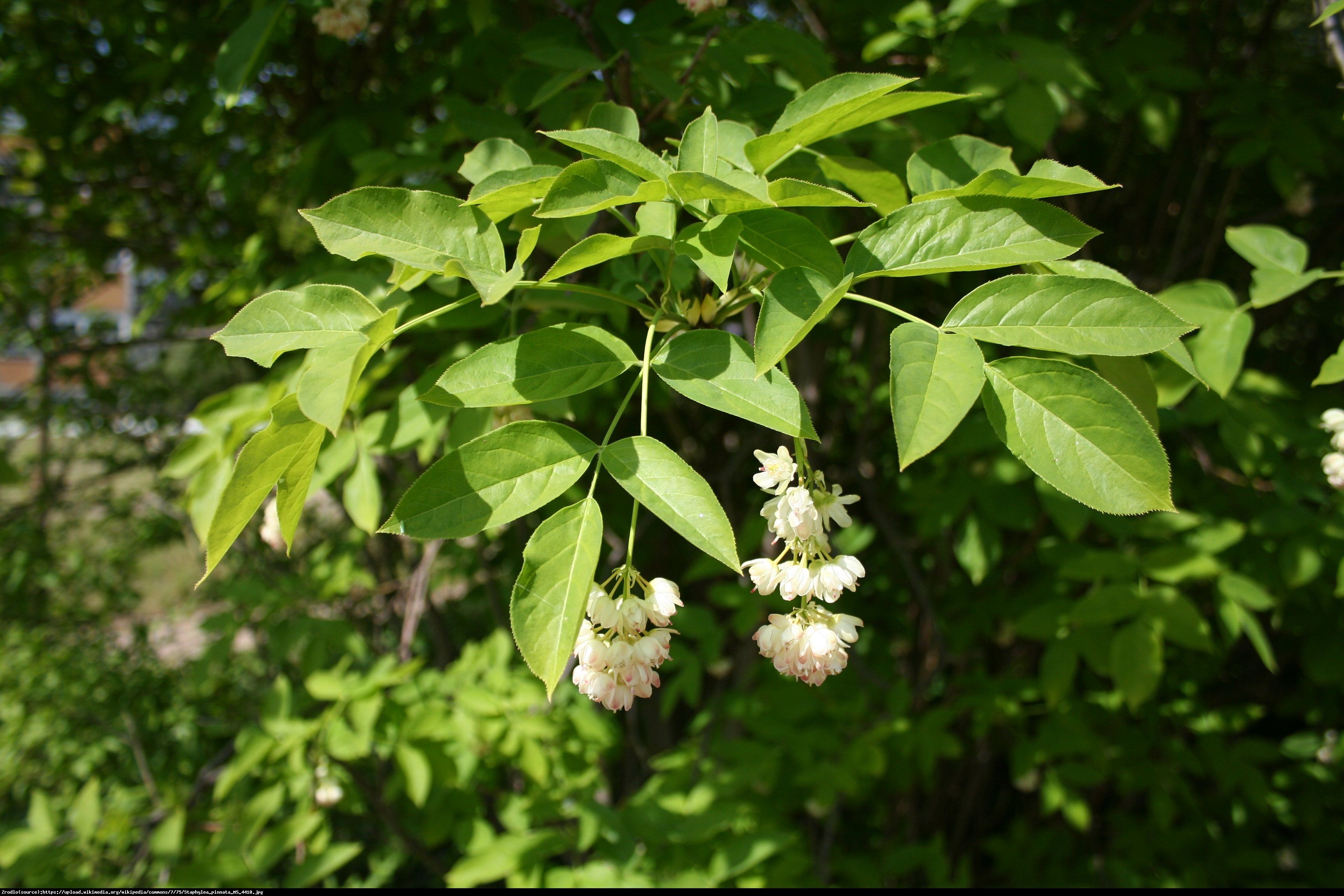 Kłokoczka południowa - krzew różańcowy - Staphylea pinnata