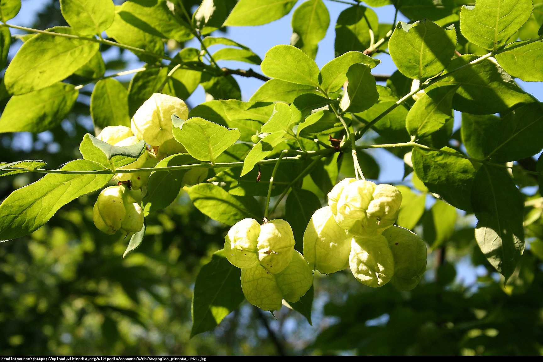 Kłokoczka południowa - krzew różańcowy - Staphylea pinnata