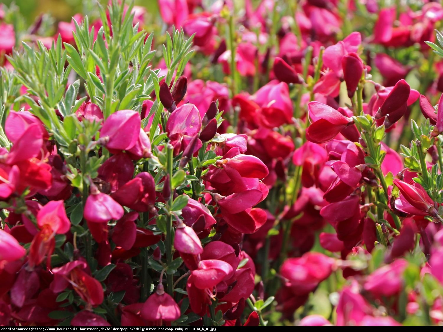 Żarnowiec Szczodrzeniec Boskoop Ruby  - Cytisus scoparius  Boskoop Ruby 