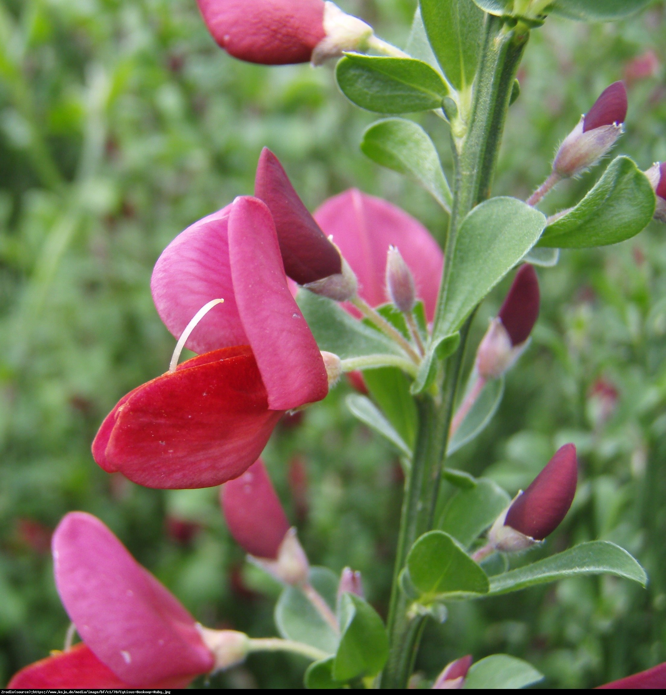 Żarnowiec Szczodrzeniec Boskoop Ruby  - Cytisus scoparius  Boskoop Ruby 