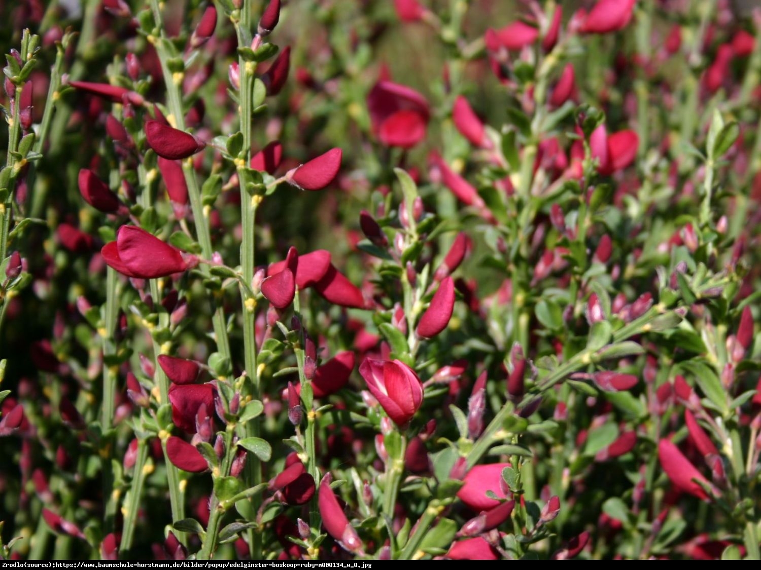 Żarnowiec Szczodrzeniec Boskoop Ruby  - Cytisus scoparius  Boskoop Ruby 