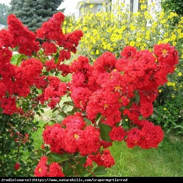 Lagerstremia indyjska Petite Red - Bez Południa KRWISTOCZERWONY - Lagerstroemia  indica Petite Red