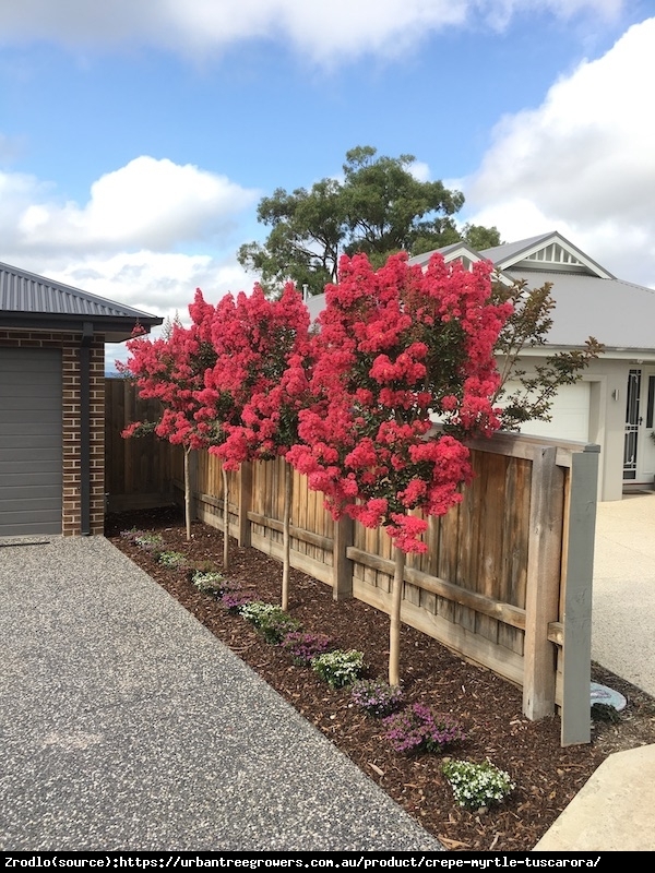 Lagerstremia indyjska Petite Red - Bez Południa KRWISTOCZERWONY - Lagerstroemia  indica Petite Red