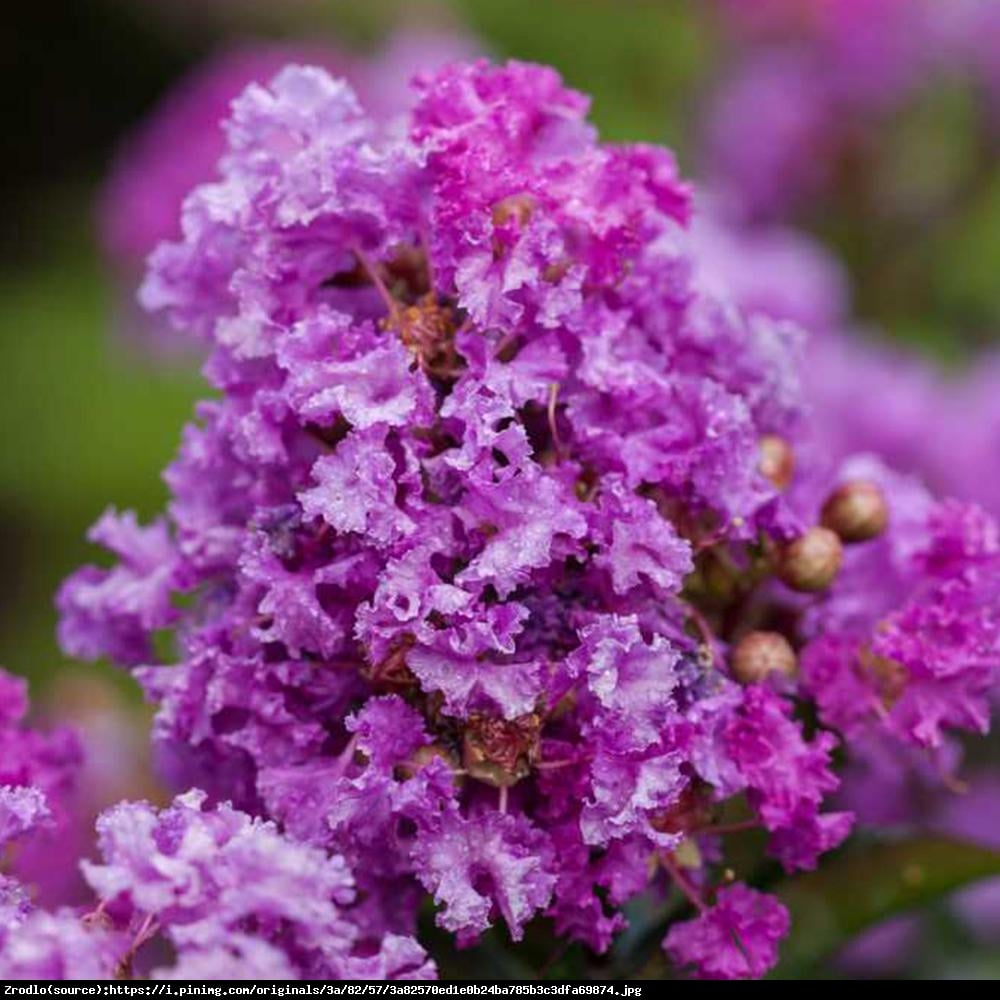 Lagerstremia indyjska Petite Orchid - Bez południa fioletowe kwiaty - Lagerstroemia indica Petite Orchid