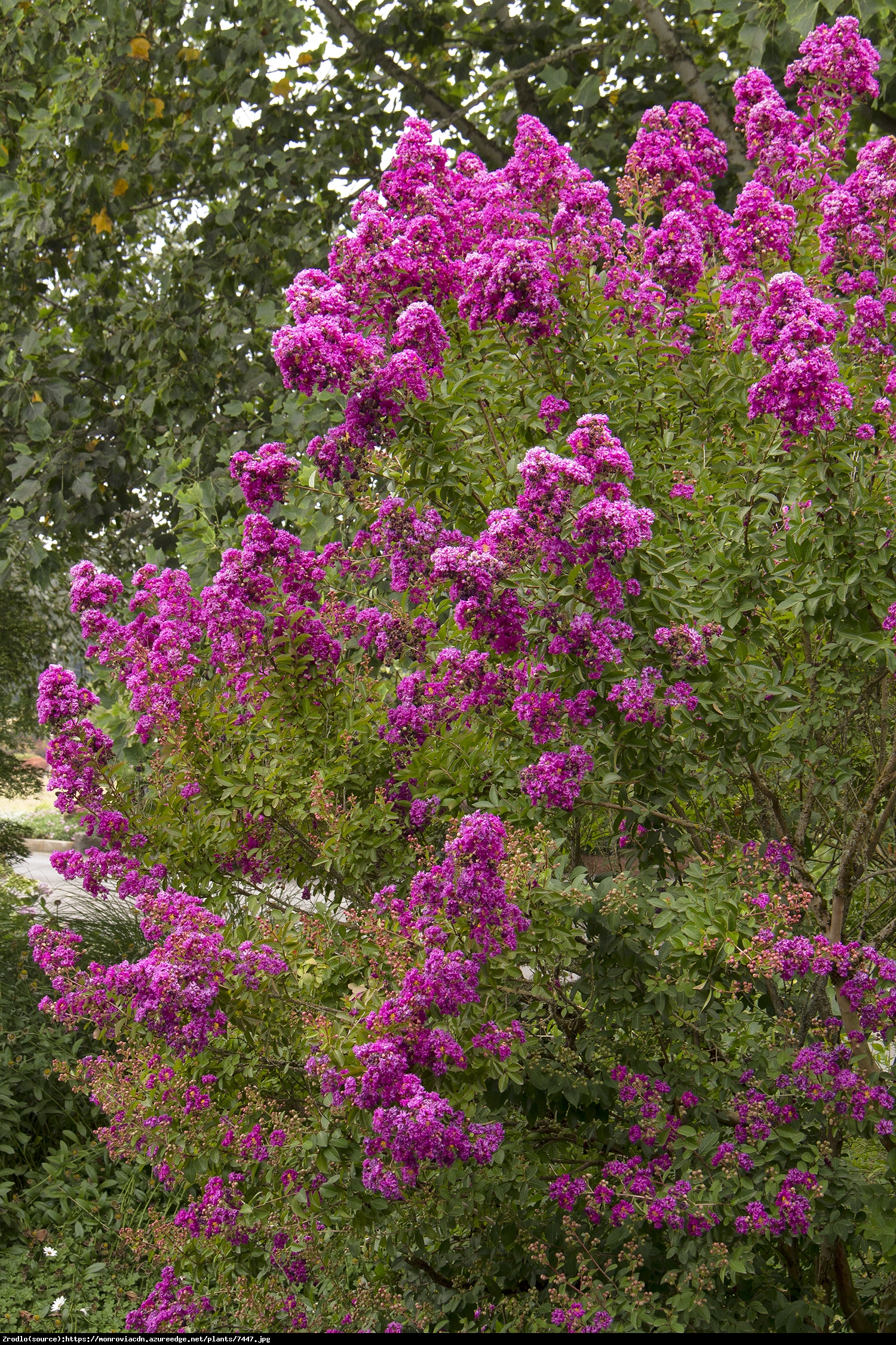 Lagerstremia indyjska Petite Orchid - Bez południa fioletowe kwiaty - Lagerstroemia indica Petite Orchid