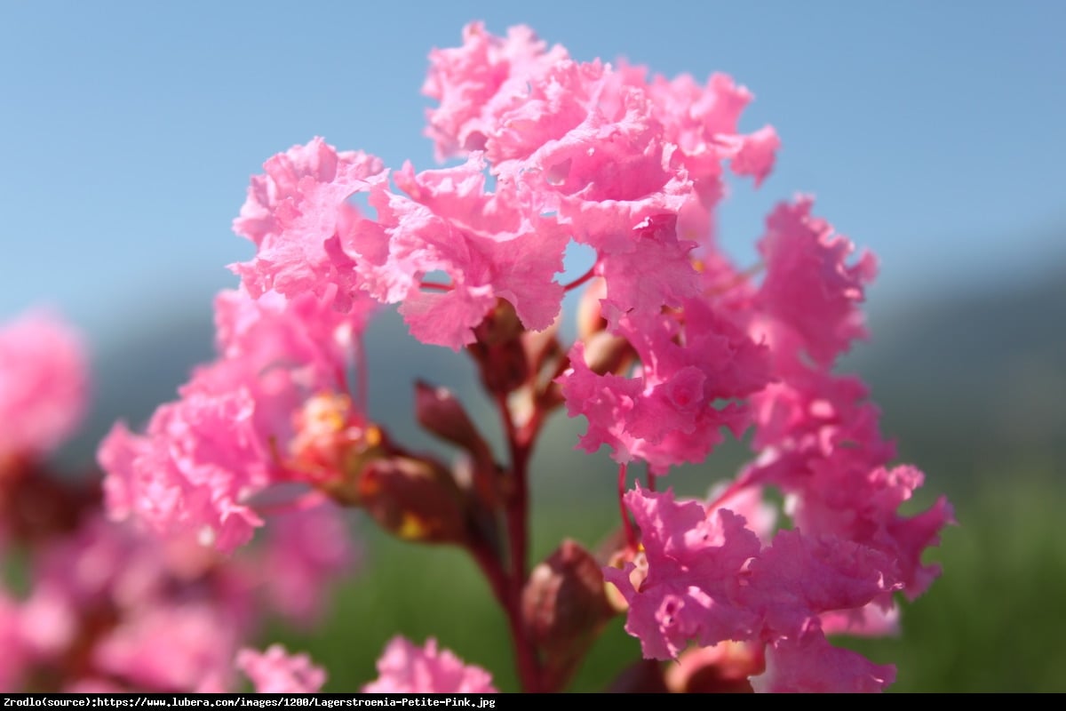 Lagerstremia indyjska Petite Pink - Bez Południa - Lagerstroemia indica Petite Pink