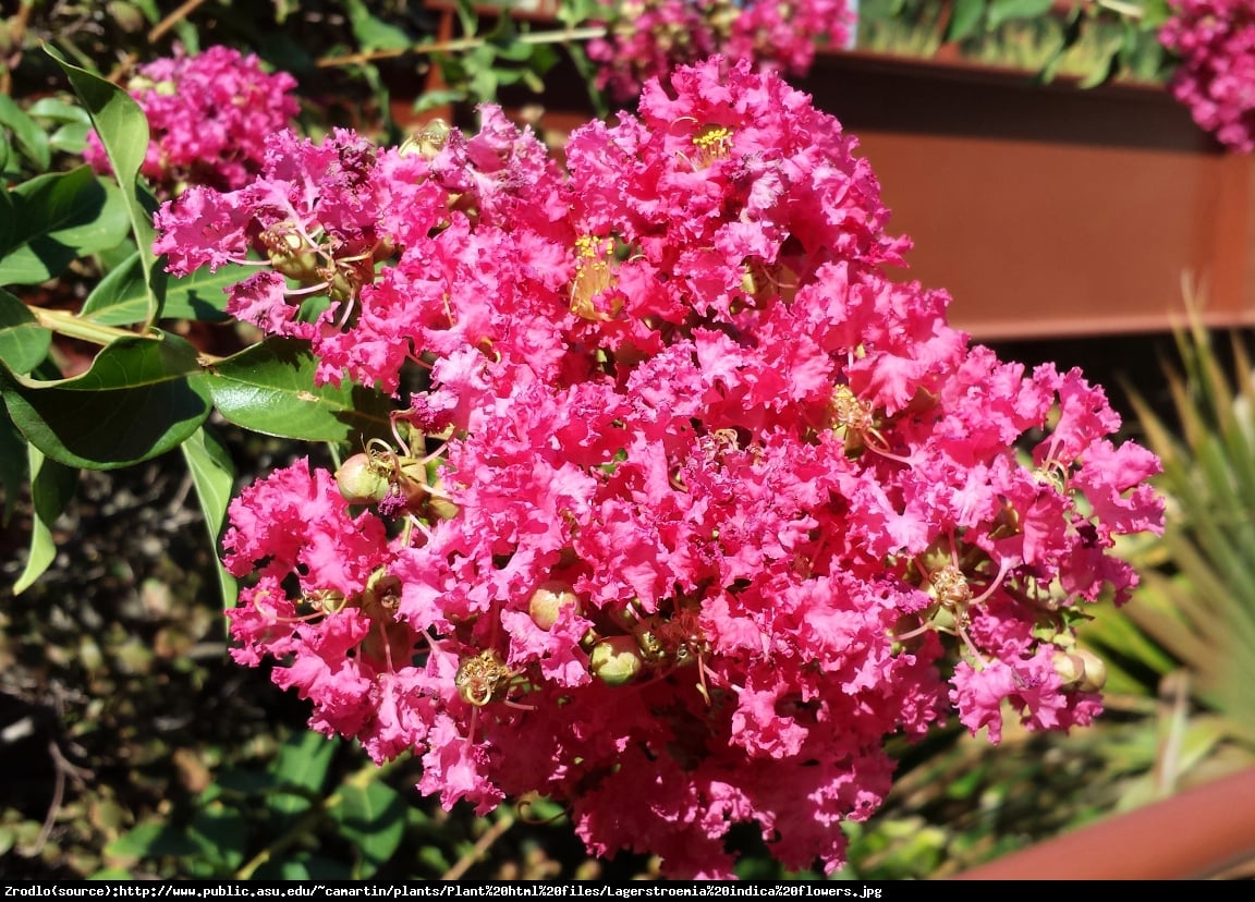 Lagerstremia indyjska Petite Pink - Bez Południa - Lagerstroemia indica Petite Pink