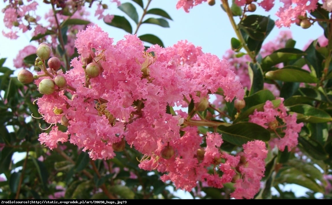 Lagerstremia indyjska Petite Pink - Bez Południa - Lagerstroemia indica Petite Pink