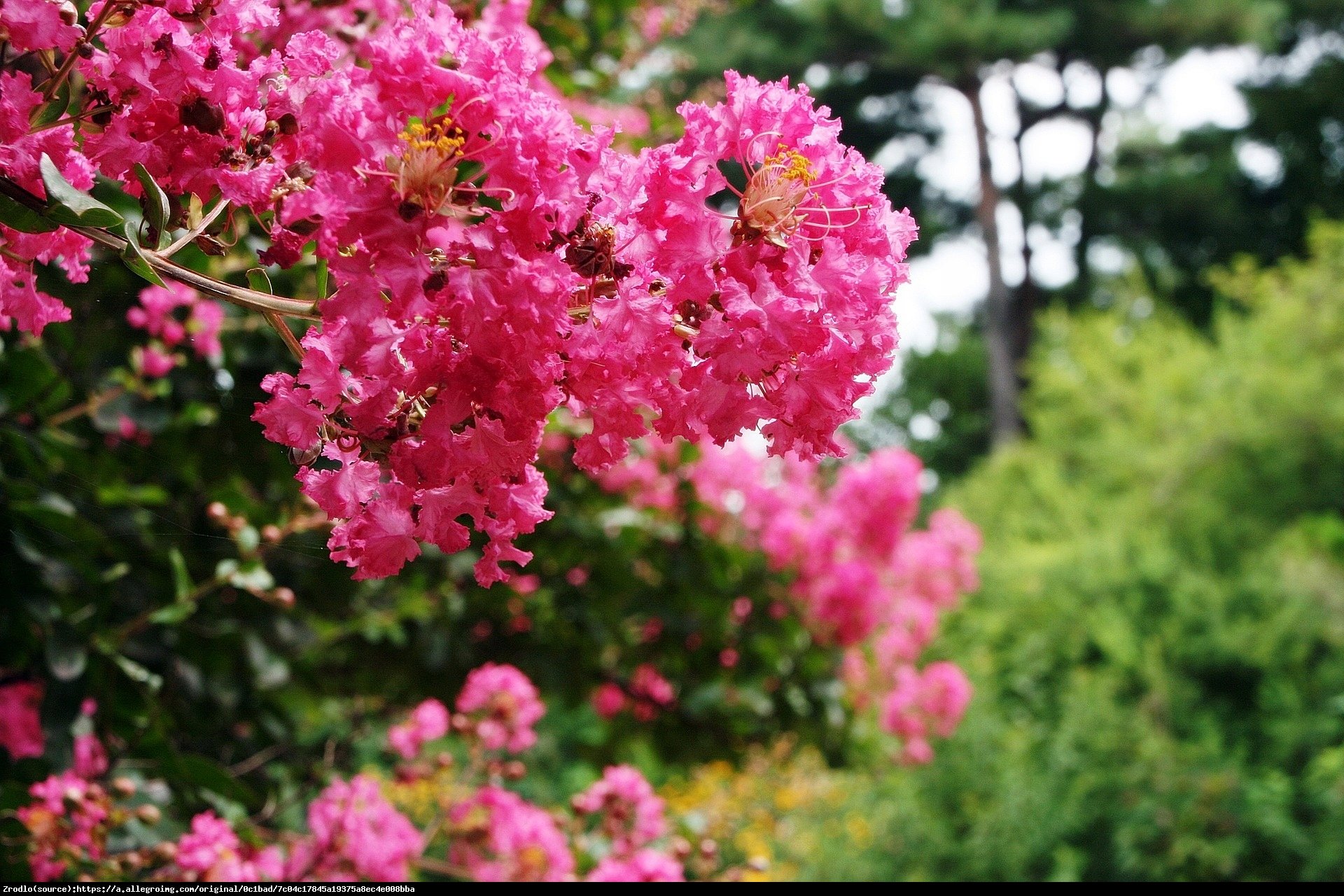 Lagerstremia indyjska Petite Pink - Bez Południa - Lagerstroemia indica Petite Pink