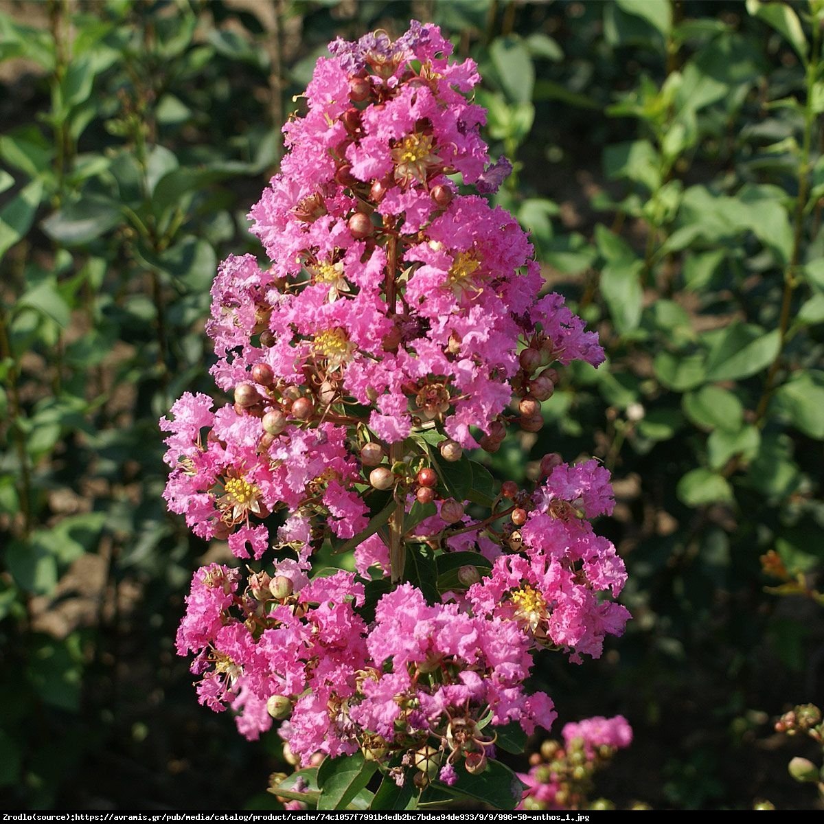 Lagerstremia indyjska Petite Pink - Bez Południa - Lagerstroemia indica Petite Pink