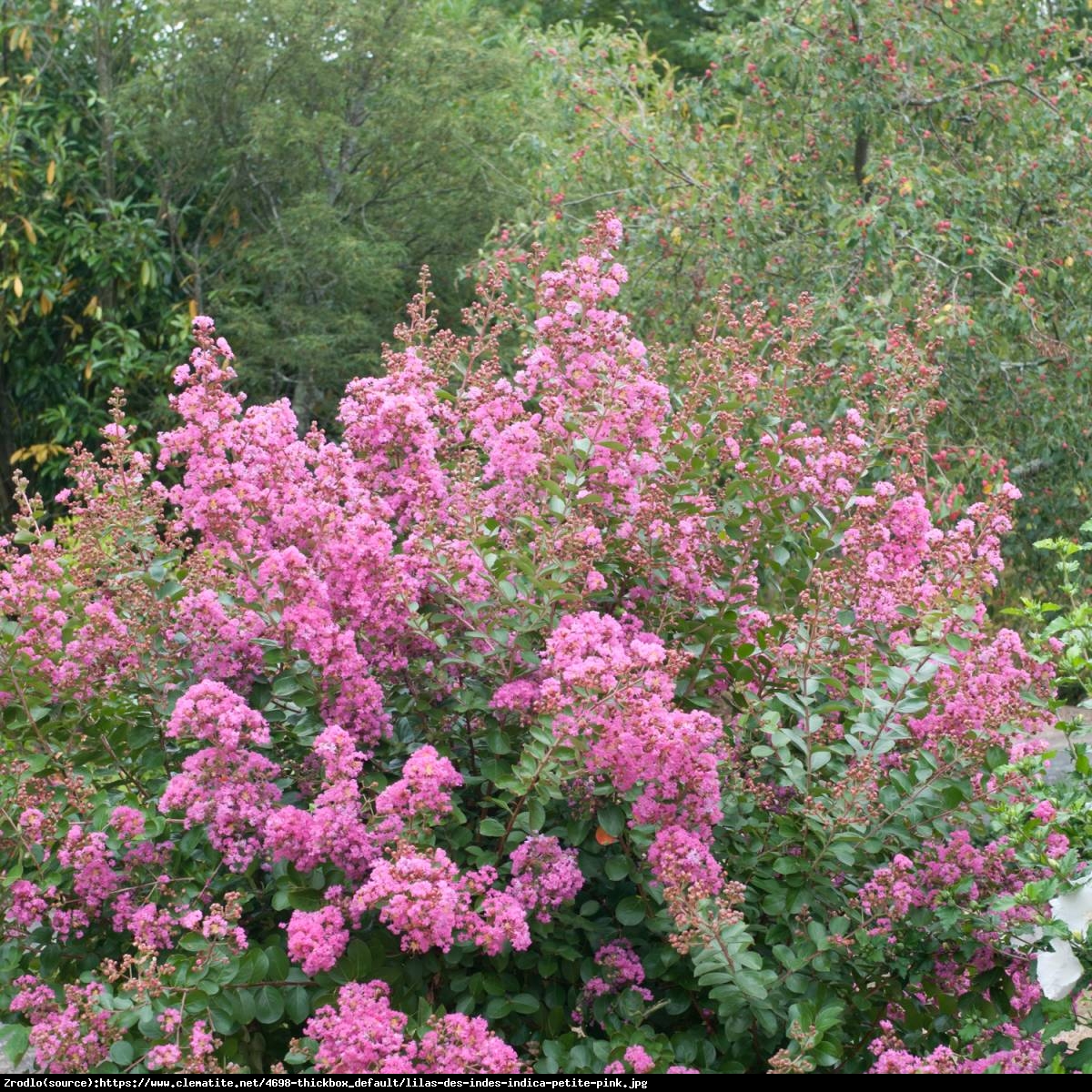 Lagerstremia indyjska Petite Pink - Bez Południa - Lagerstroemia indica Petite Pink