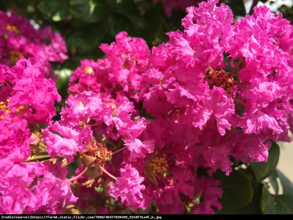 Lagerstremia indyjska Magnifica Rosea - Bez Południa, różowe, PEŁNE kwiaty - Lagerstroemia indica Magnifica Rosea