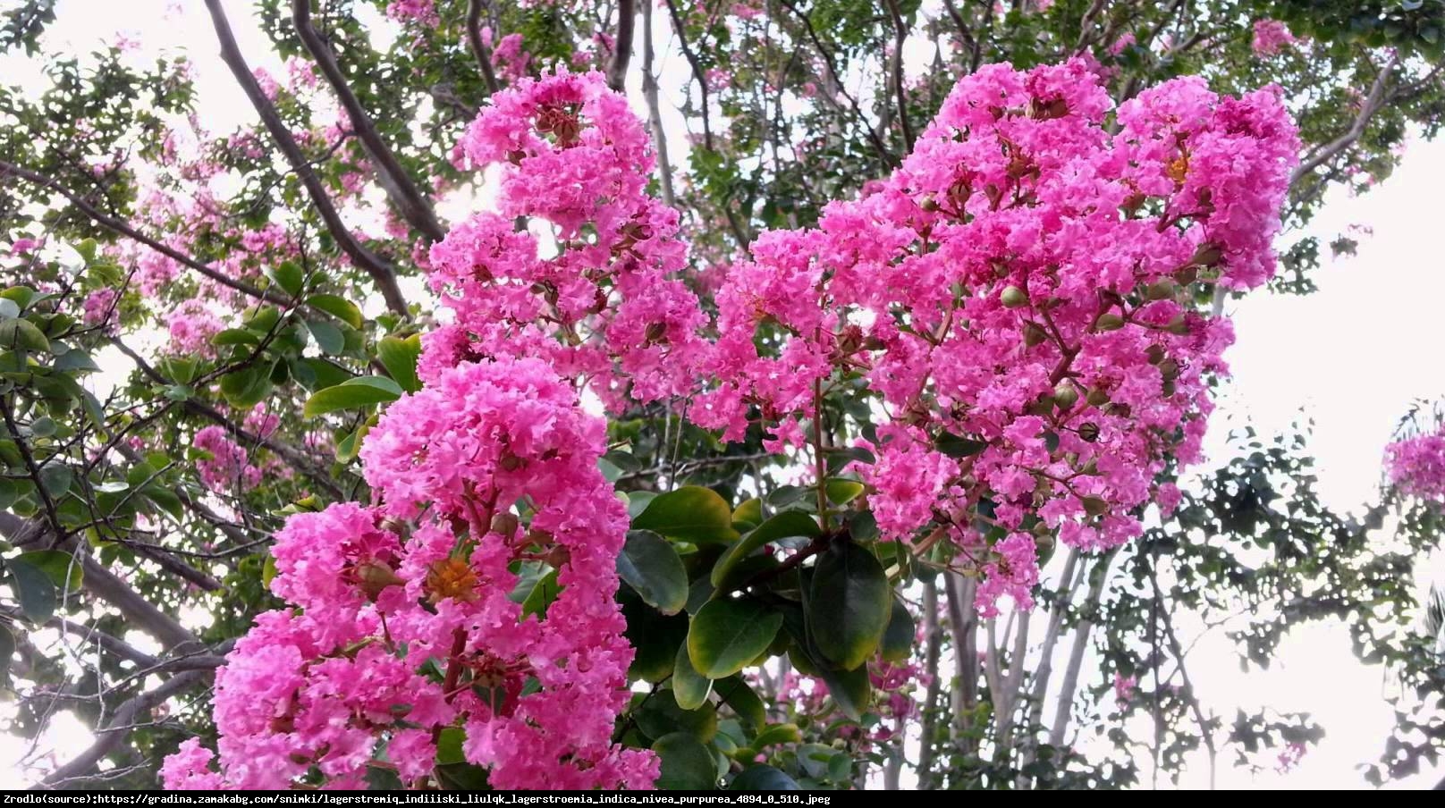 Lagerstremia indyjska Magnifica Rosea - Bez Południa, różowe, PEŁNE kwiaty - Lagerstroemia indica Magnifica Rosea