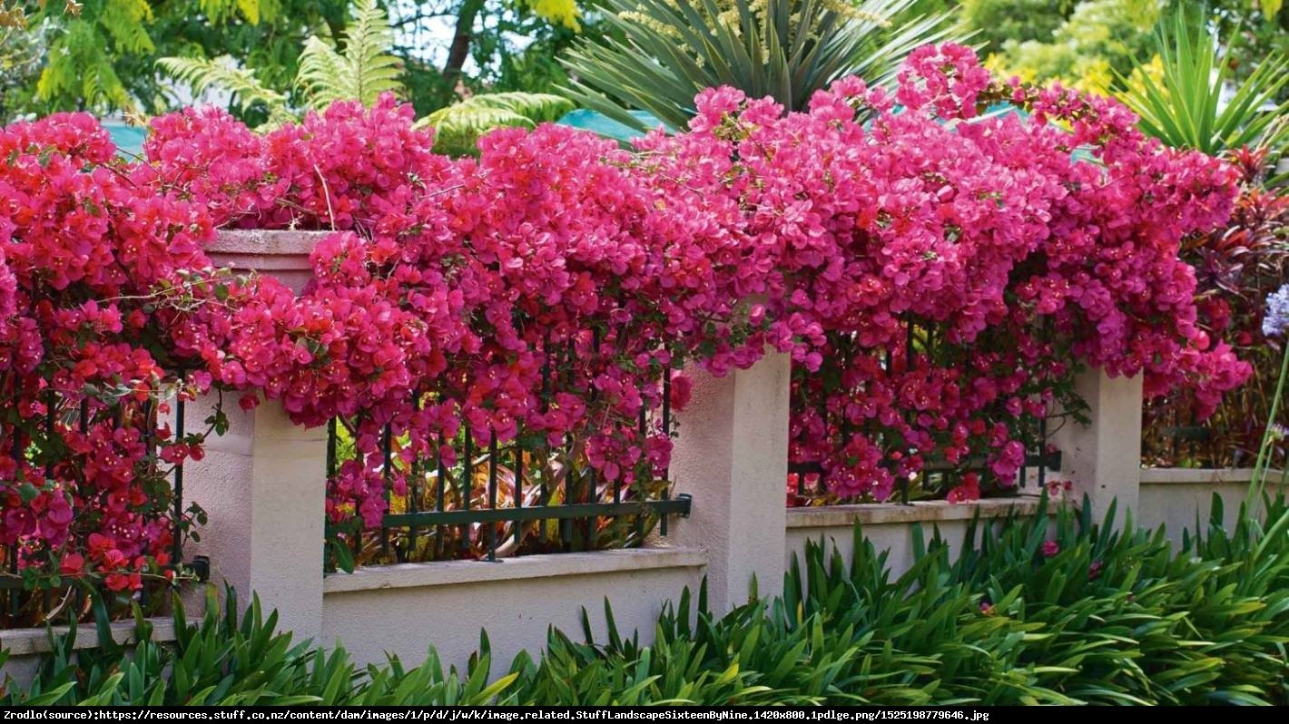 Lagerstremia indyjska Magnifica Rosea - Bez Południa, różowe, PEŁNE kwiaty - Lagerstroemia indica Magnifica Rosea