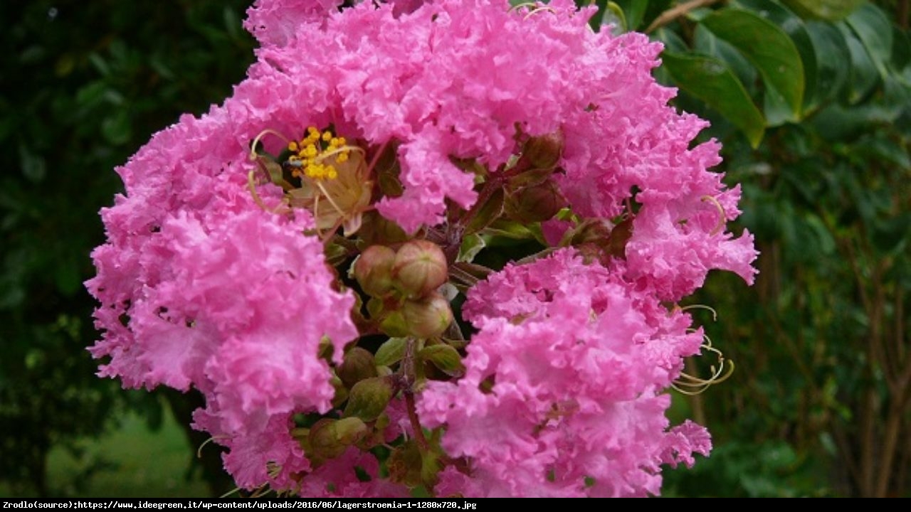 Lagerstremia indyjska Magnifica Rosea - Bez Południa, różowe, PEŁNE kwiaty - Lagerstroemia indica Magnifica Rosea
