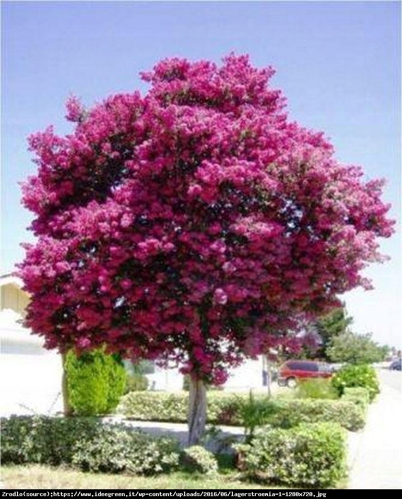 Lagerstremia indyjska Magnifica Rosea - Bez Południa, różowe, PEŁNE kwiaty - Lagerstroemia indica Magnifica Rosea