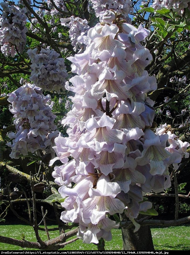 Paulownia Fortunea - Paulownia fortunei