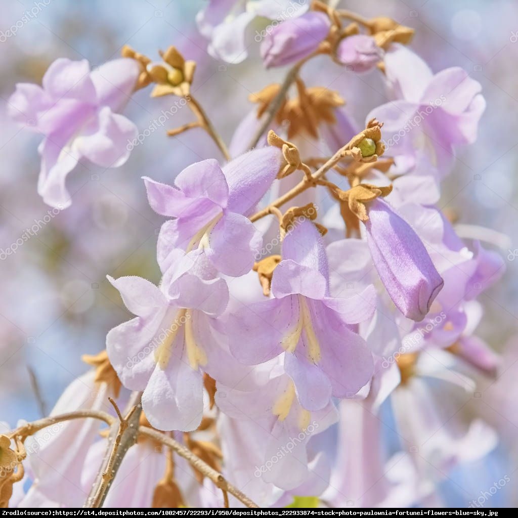 Paulownia Fortunea - Paulownia fortunei