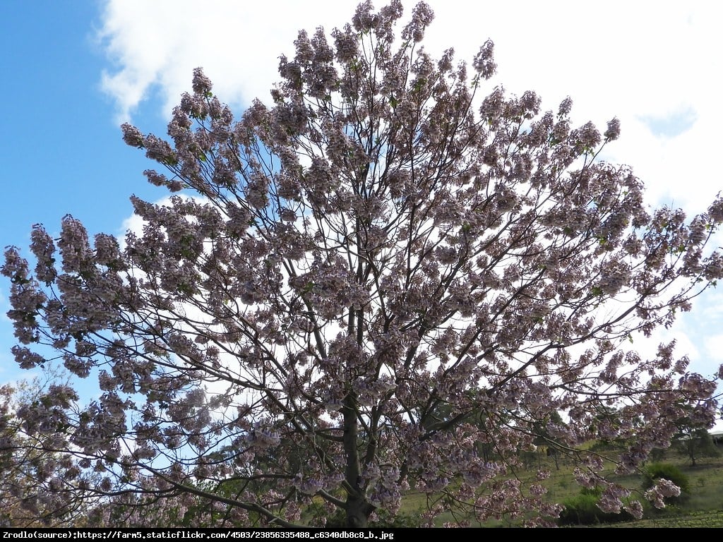 Paulownia Fortunea - Paulownia fortunei