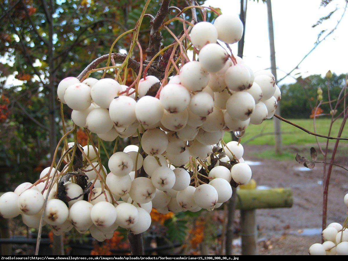 Jarząb kaszmirski - Sorbus cashmiriana