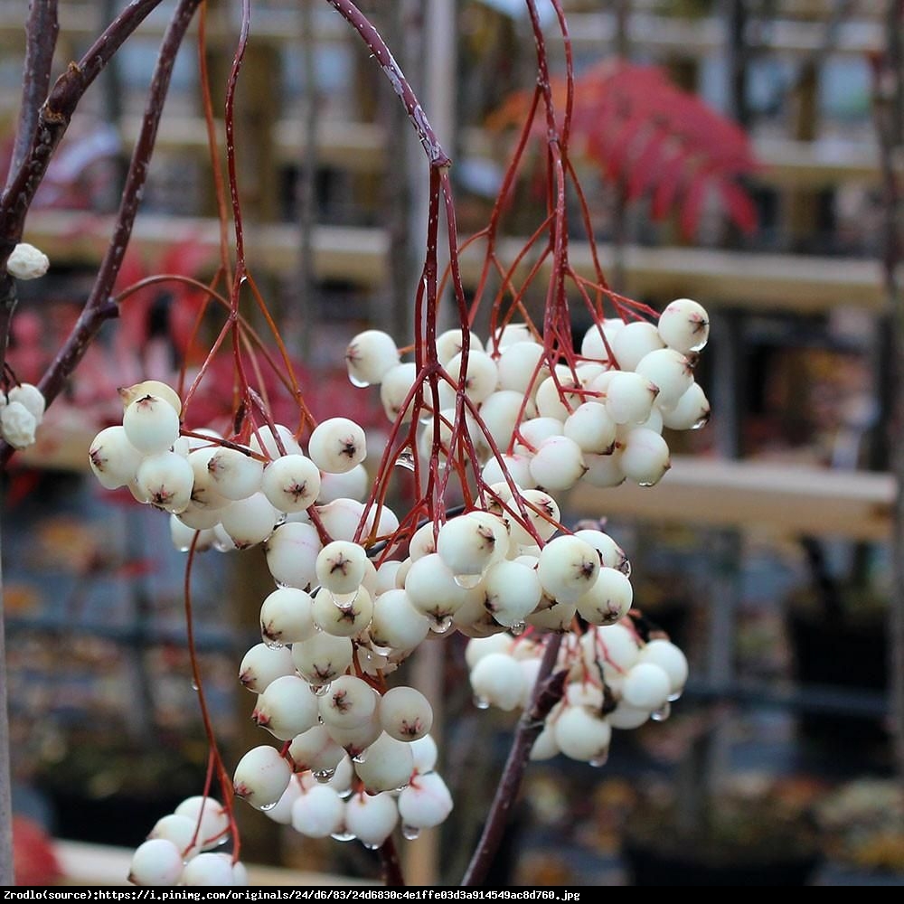 Jarząb kaszmirski - Sorbus cashmiriana