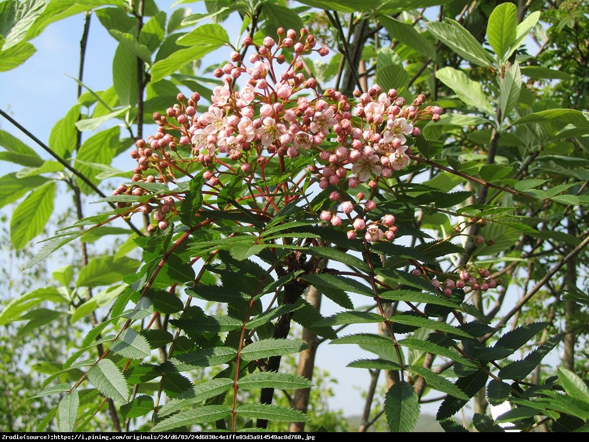 Jarząb kaszmirski - Sorbus cashmiriana