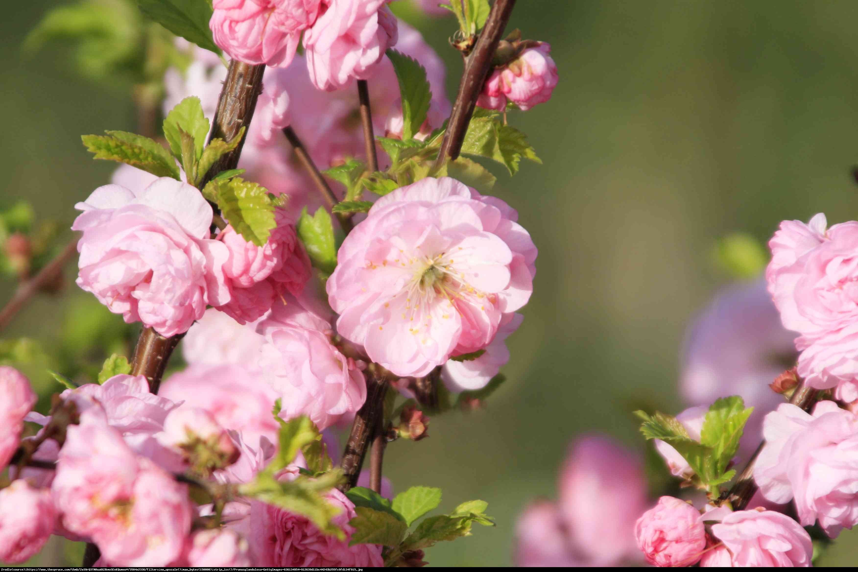 Wiśnia gruczołkowata Rosea Plena - Prunus glandulosa Rosea Plena