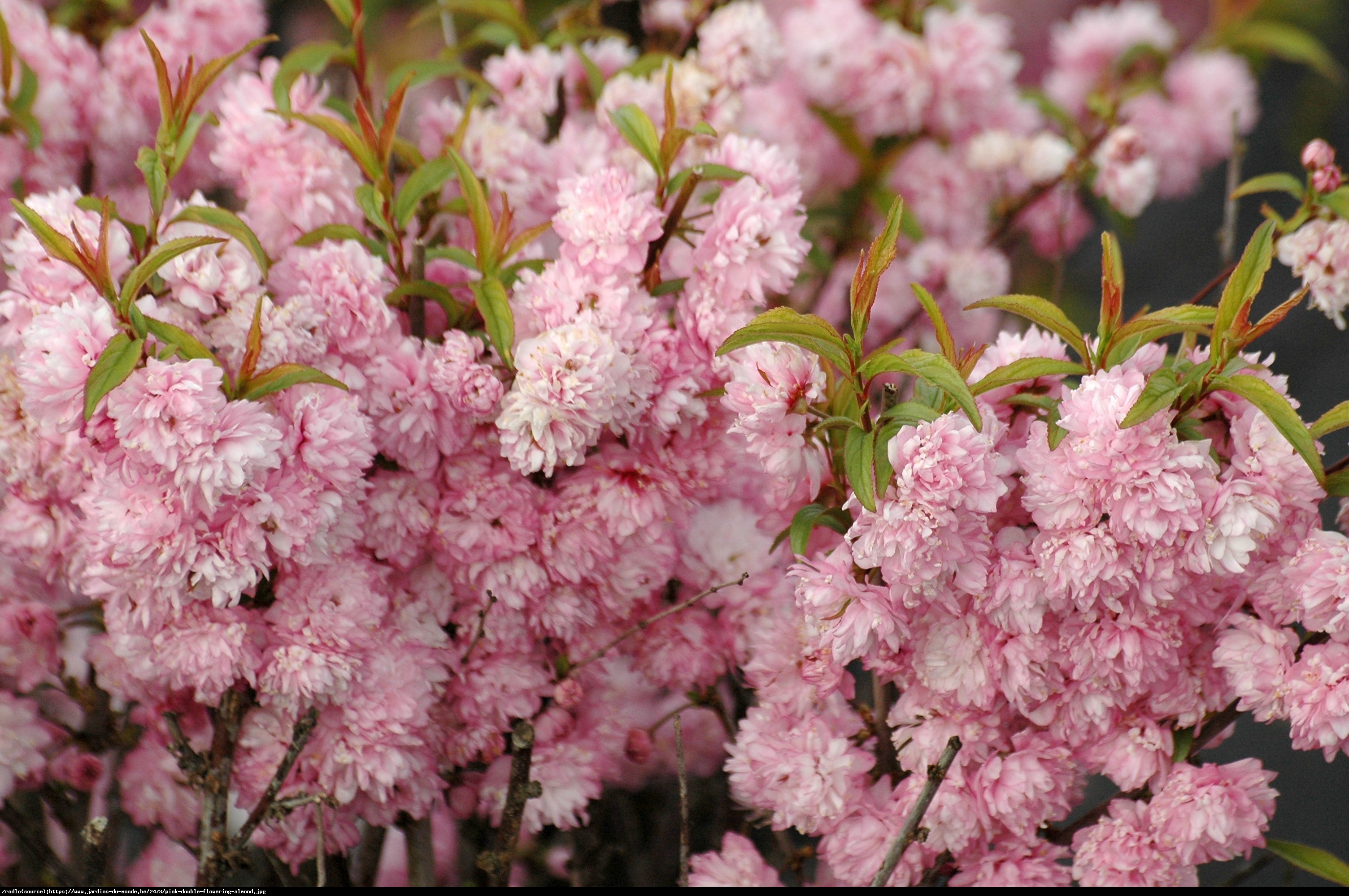 Wiśnia gruczołkowata Rosea Plena - Prunus glandulosa Rosea Plena