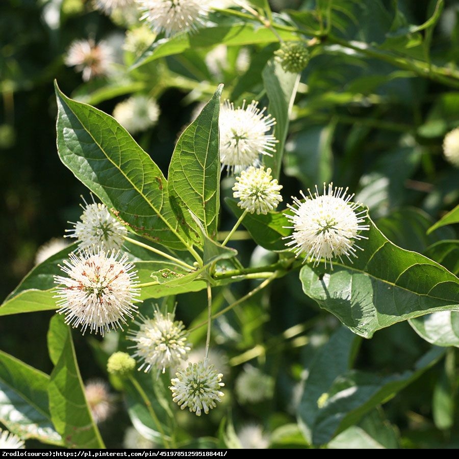 Guzikowiec zachodni - Cephalanthus occidentalis 