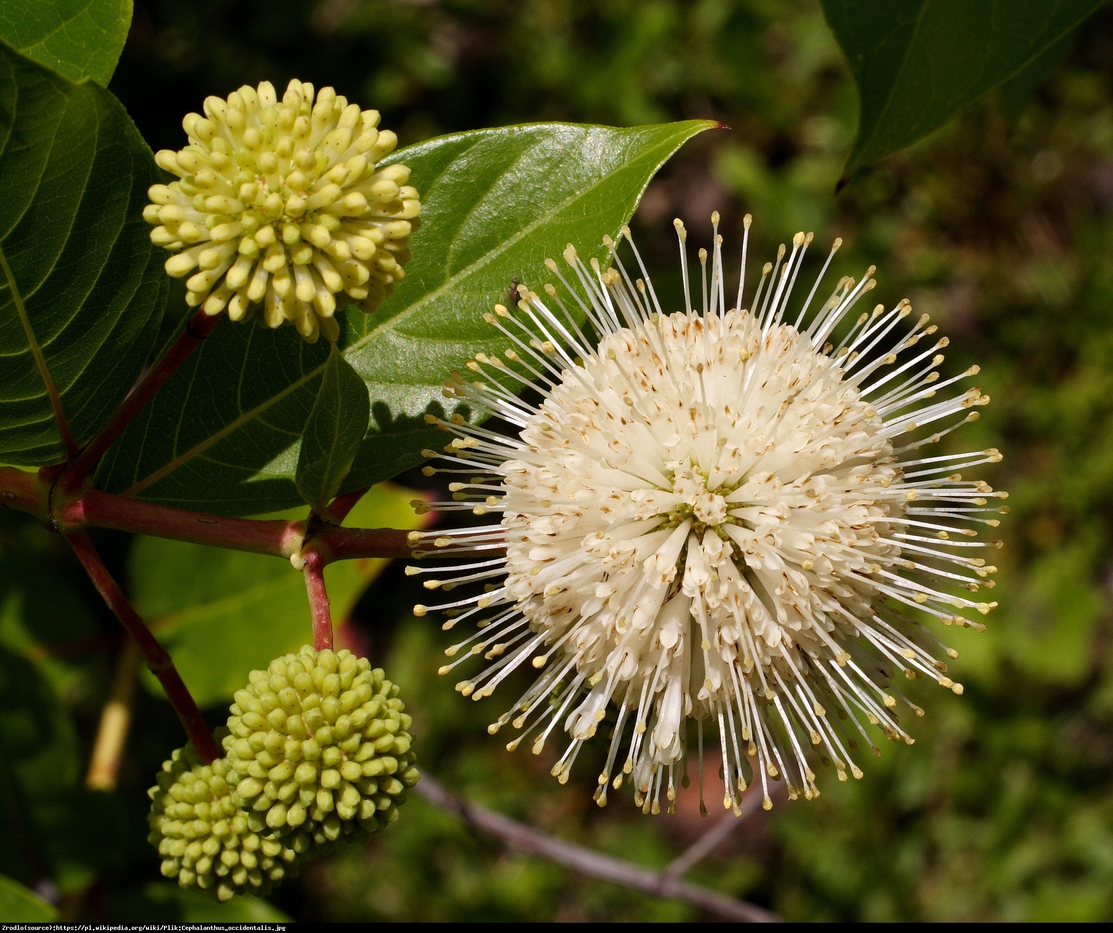 Guzikowiec zachodni - Cephalanthus occidentalis 