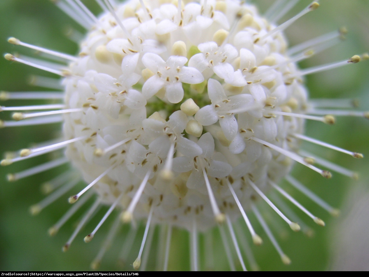 Guzikowiec zachodni - Cephalanthus occidentalis 