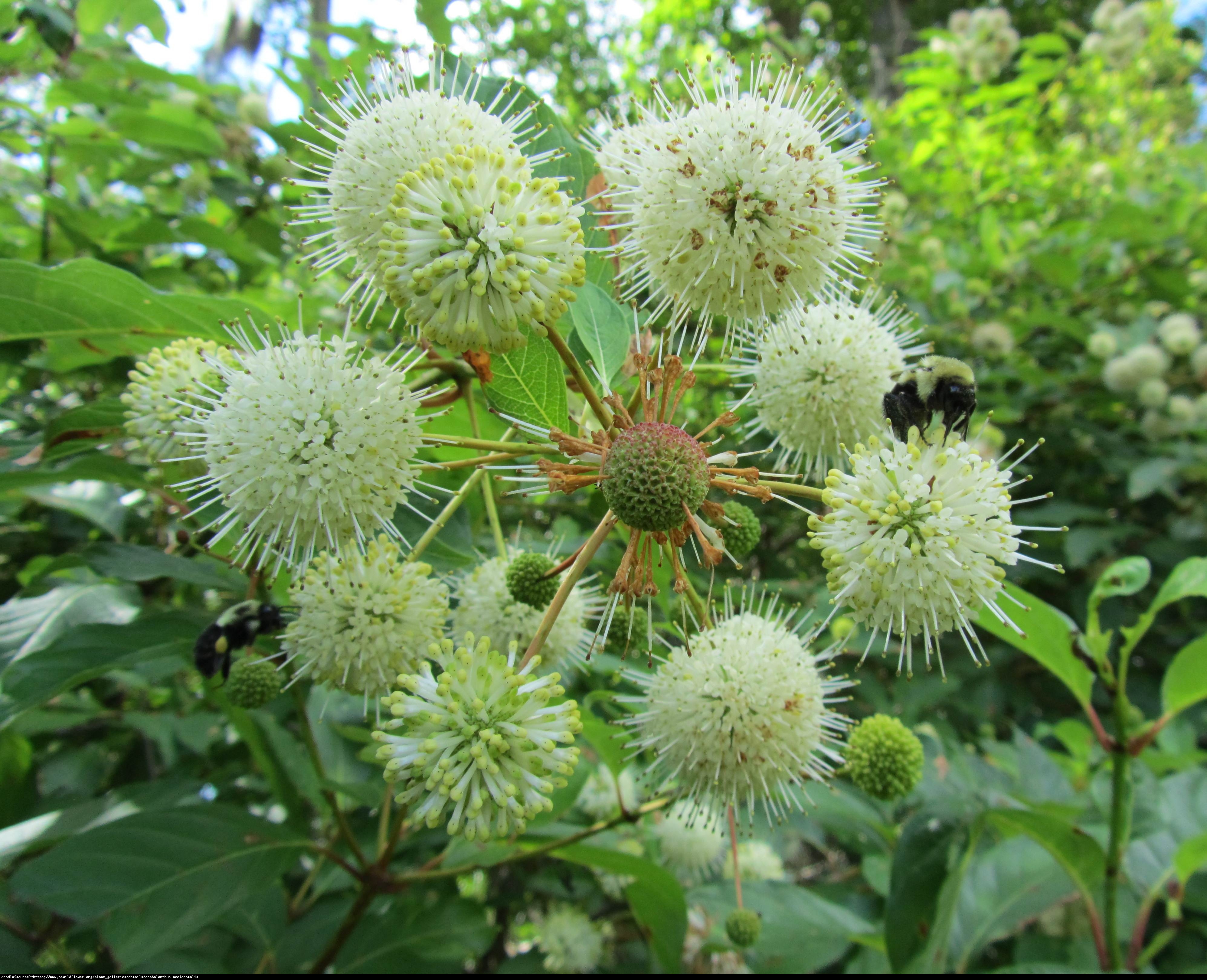 Guzikowiec zachodni - Cephalanthus occidentalis 