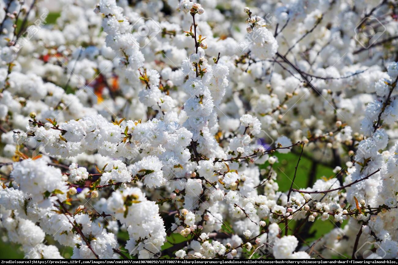 Wiśnia gruczołkowata Alba Plena - Prunus glandulosa Alba Plena