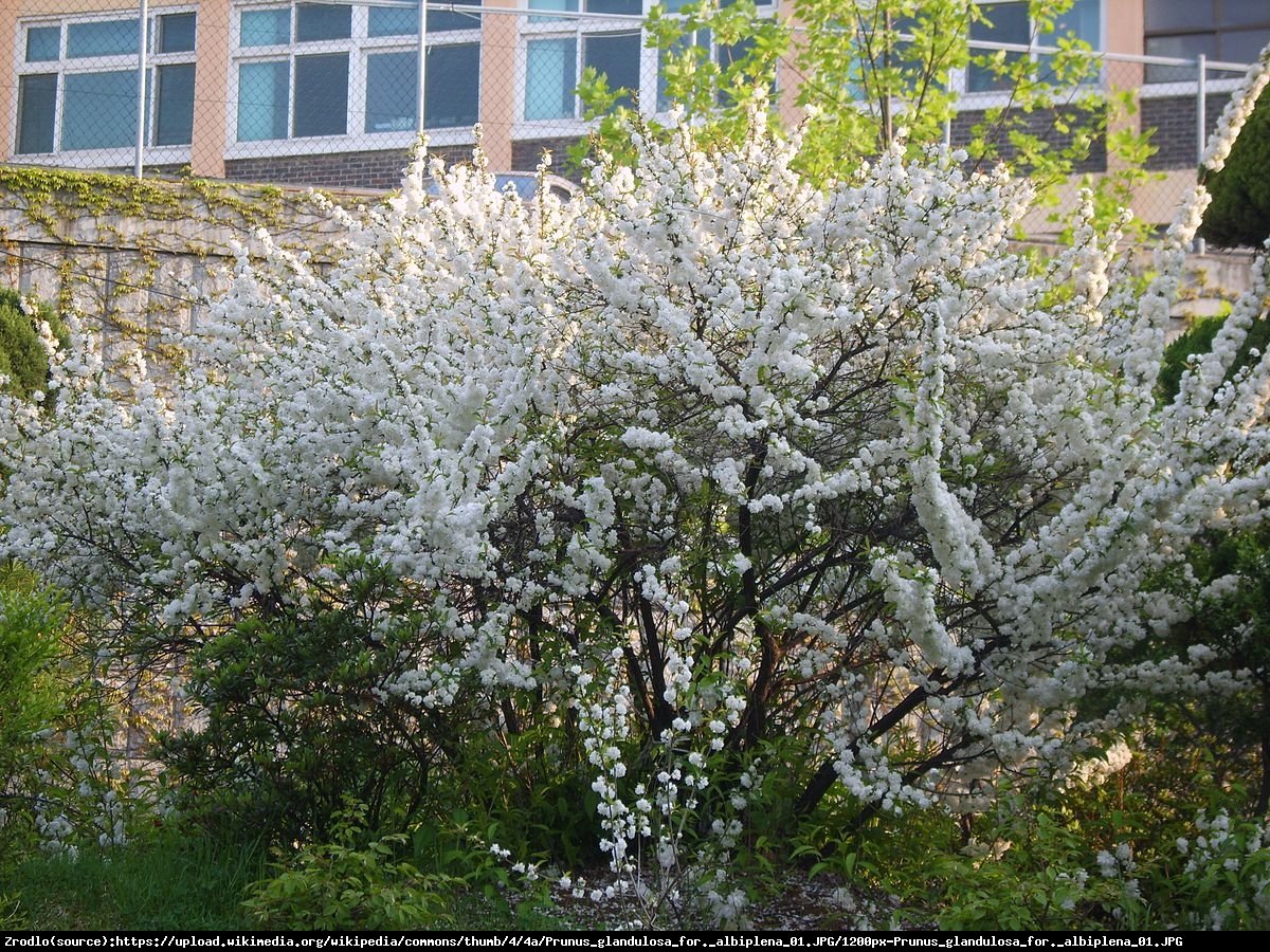 Wiśnia gruczołkowata Alba Plena - Prunus glandulosa Alba Plena