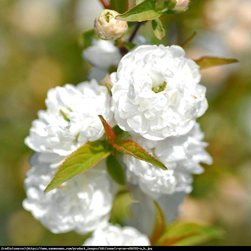 Wiśnia gruczołkowata Alba Plena - Prunus glandulosa Alba Plena