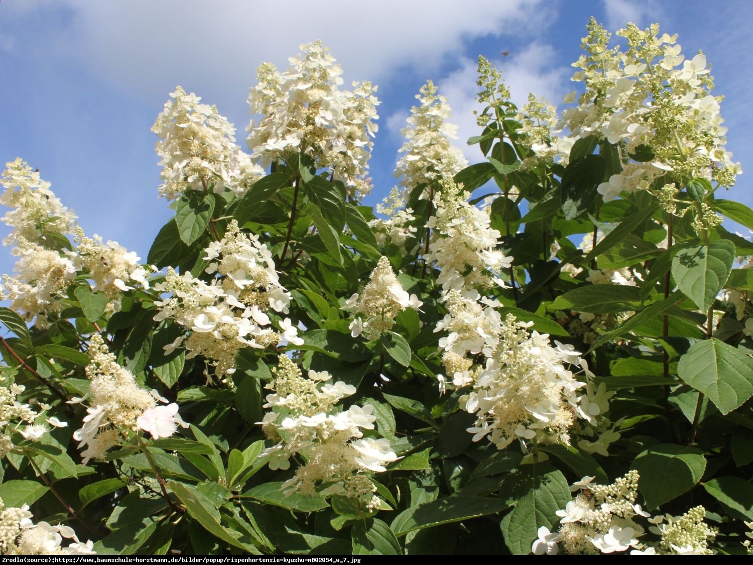 Hortensja bukietowa Kyushu - Hydrangea paniculata Kyushu