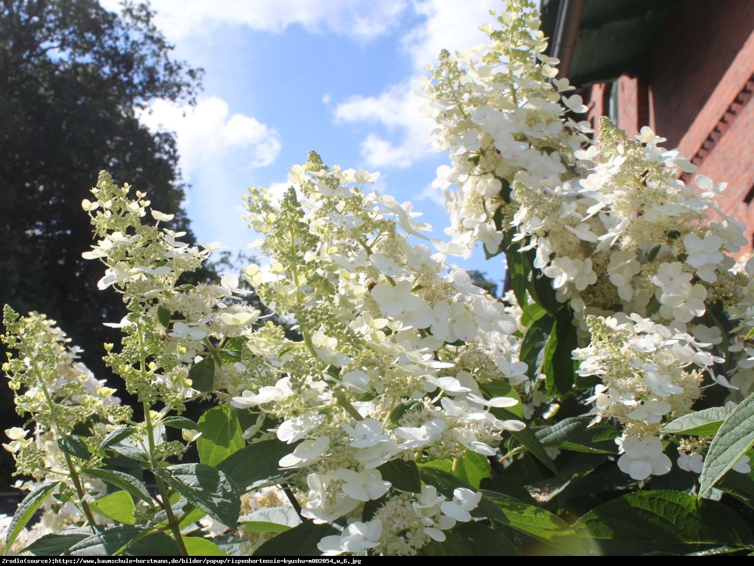 Hortensja bukietowa Kyushu - Hydrangea paniculata Kyushu