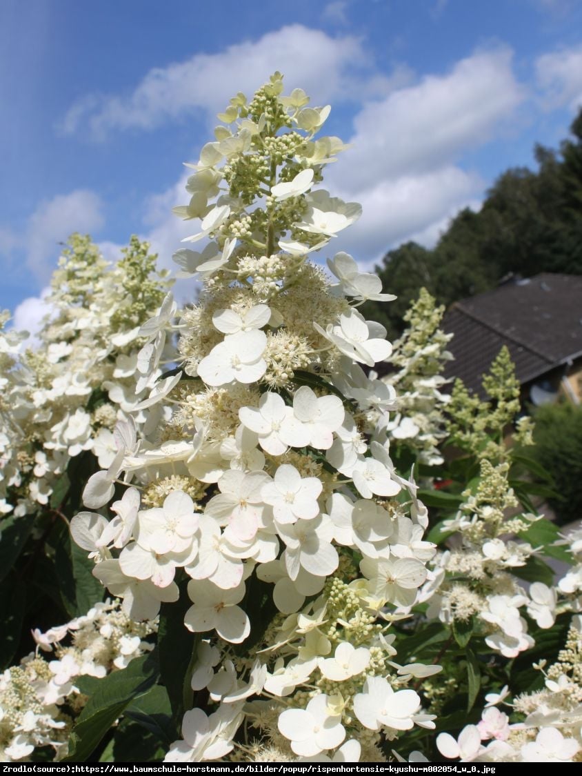 Hortensja bukietowa Kyushu - Hydrangea paniculata Kyushu