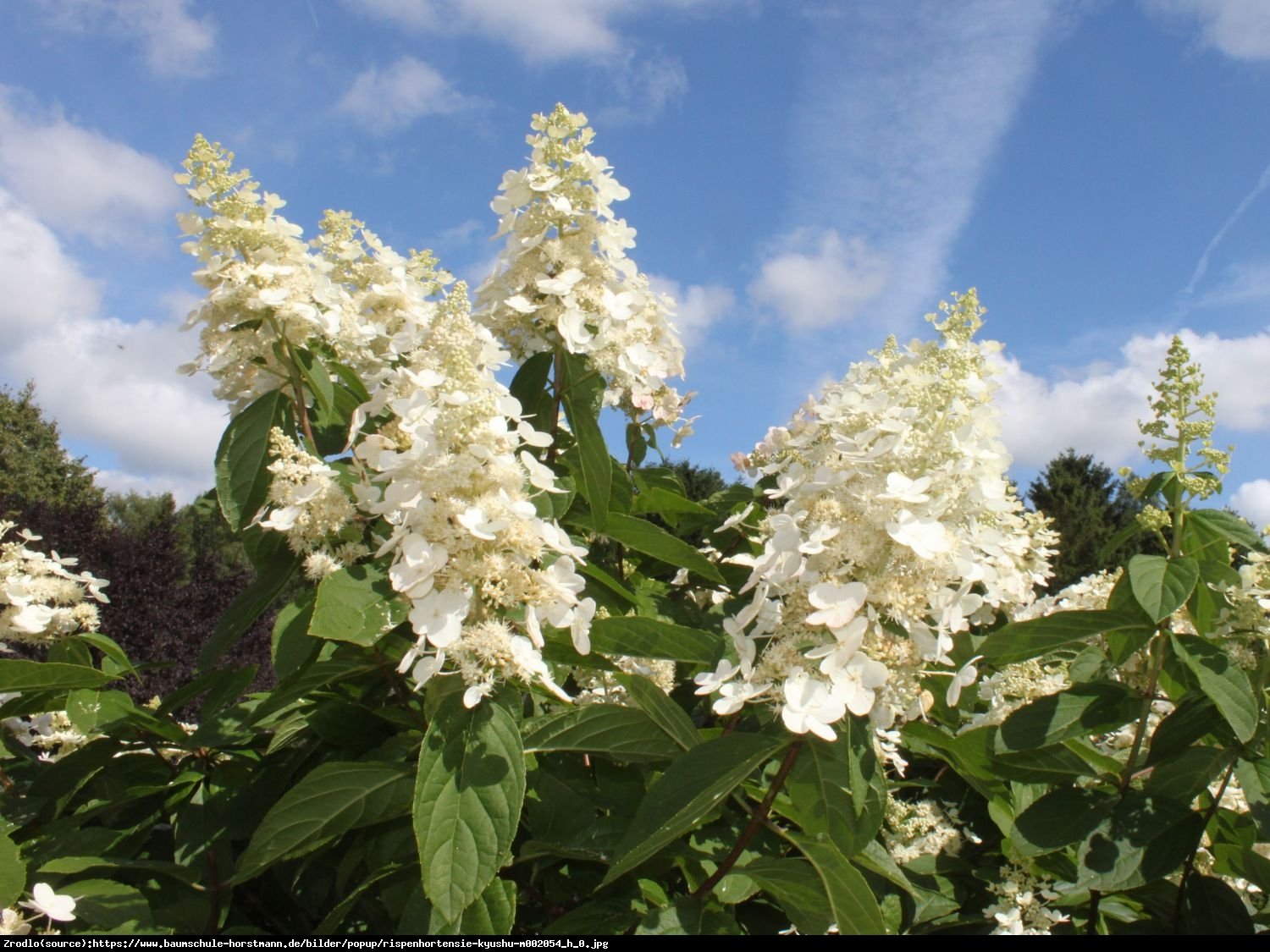 Hortensja bukietowa Kyushu - Hydrangea paniculata Kyushu