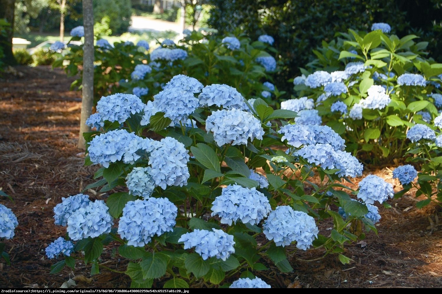 Hortensja ogrodowa Mini Penny - Hydrangea macrophylla Mini Penny