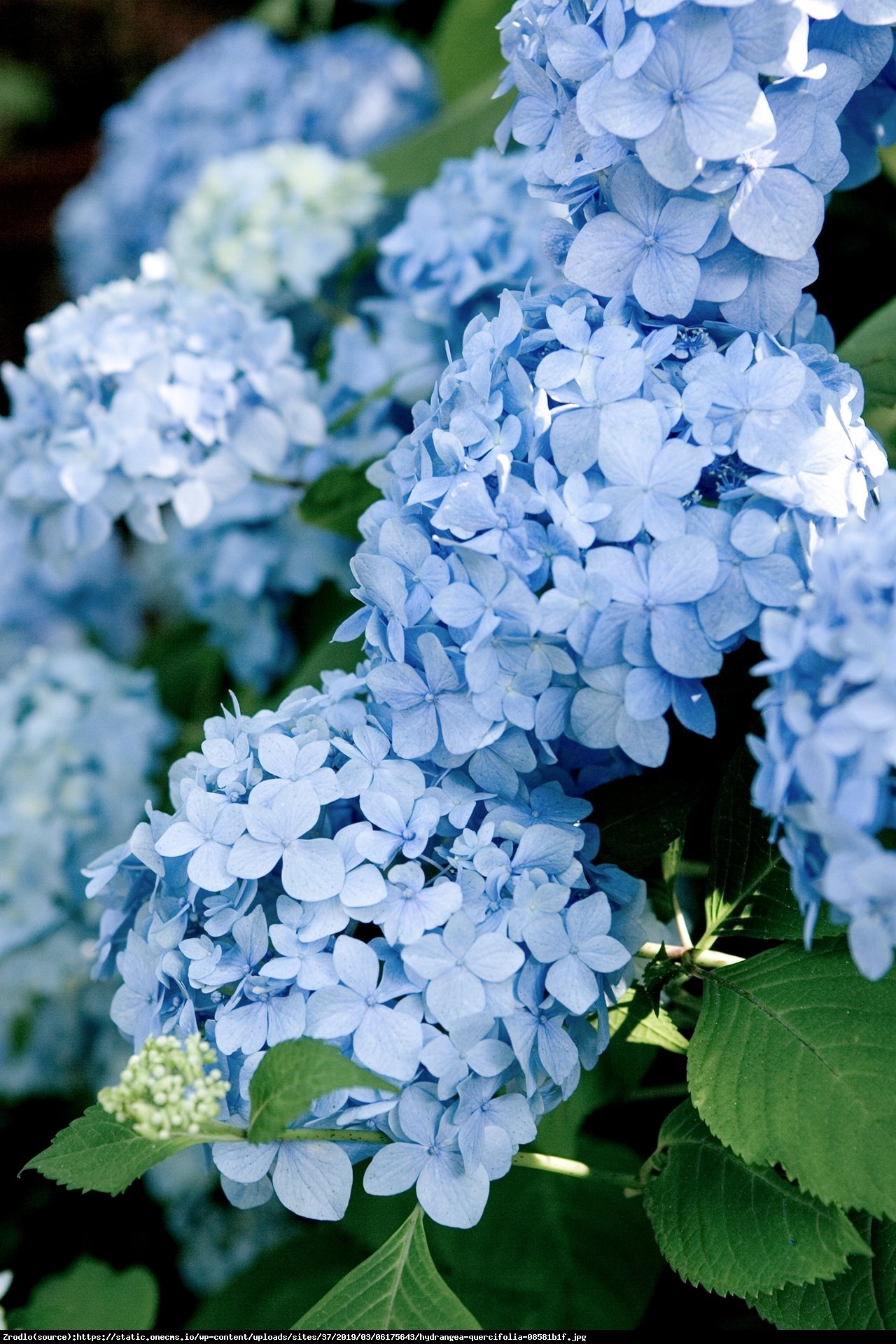 Hortensja ogrodowa Mini Penny - Hydrangea macrophylla Mini Penny